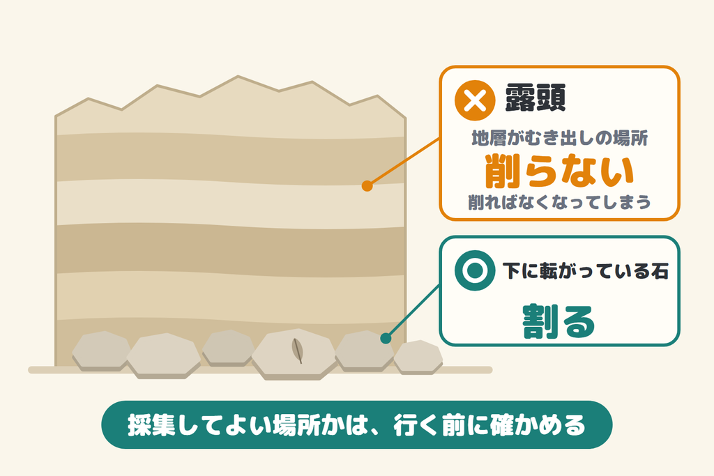 化石採集のマナー。地層がむき出しの露頭は削らず、下に転がっている石を割る。採集してよい場所かは、行く前に確かめる
